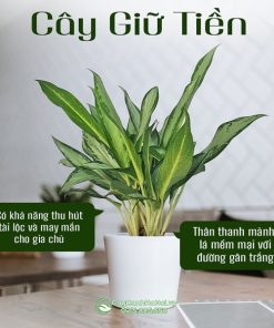 Cửa hàng bán cây giữ tiền tại Hà Nội