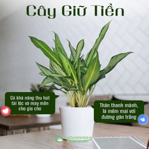 Cửa hàng bán cây giữ tiền tại Hà Nội