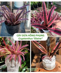 Cây dứa hồng phụng