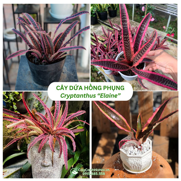 Cây dứa hồng phụng