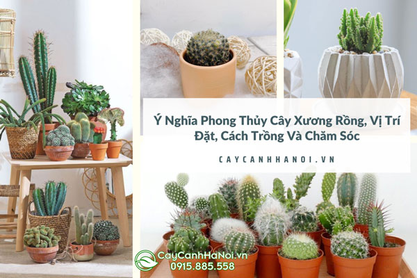 Ý Nghĩa Phong Thủy Cây Xương Rồng, Vị Trí Đặt, Cách Trồng Và Chăm Sóc