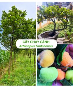 Cây chay cảnh