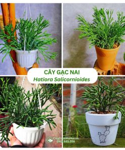 Cây gạc nai