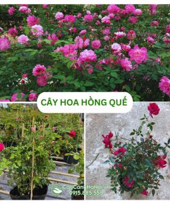 Cây hoa hồng quế