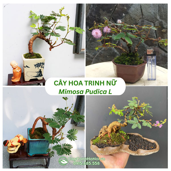 Cây hoa trinh nữ bonsai