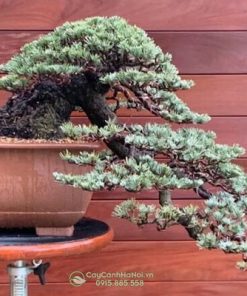 Tuyết tùng trồng làm cây bonsai