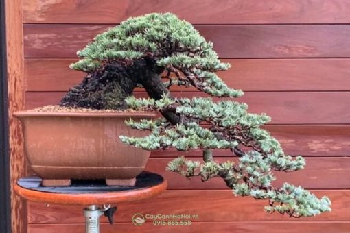 Tuyết tùng trồng làm cây bonsai