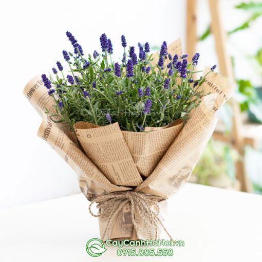 Cây lavender đại diện cho sự giàu sang phú quý