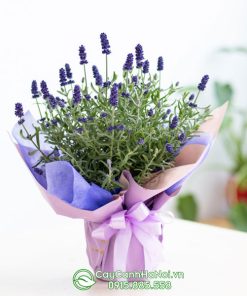 Cây hoa lavender làm quà tặng