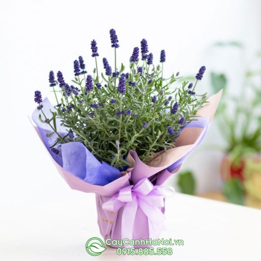 Cây hoa lavender làm quà tặng