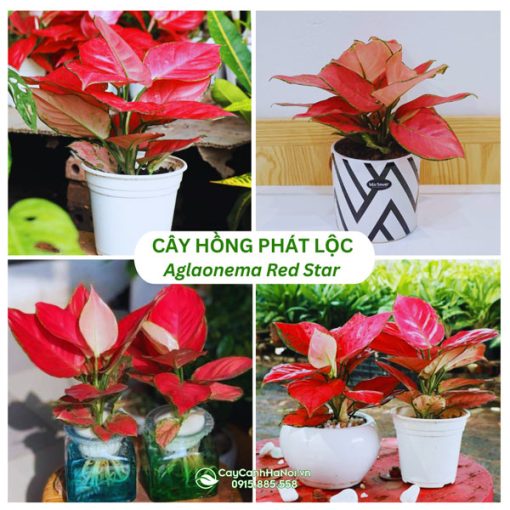 Cây hồng phát lộc