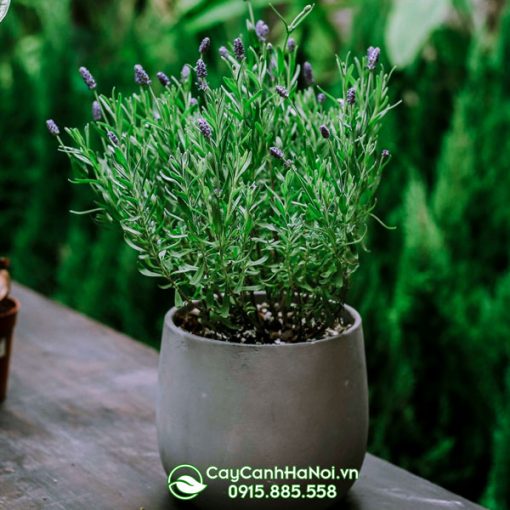 Cây lavender trồng chậu đá mài