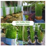 Cây Thiền Trúc – Equisetum Debile