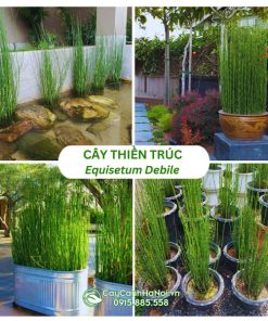 Cây thiền trúc