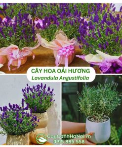 Mua cây hoa oải hương (lavender)