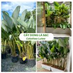 Cây Dong Lá Bạc – Calathea Lutea