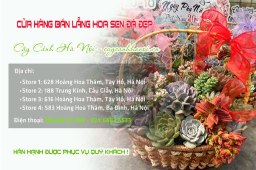 Cửa hàng bán lẵng hoa sen đá đẹp ở Hà Nội