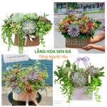 Lẵng Hoa Sen Đá Tặng Người Yêu