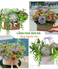 Lẵng hoa sen đá tặng người yêu