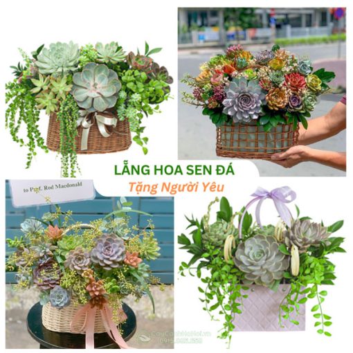 Lẵng hoa sen đá tặng người yêu