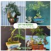 Cây tre bonsai xoắn ốc