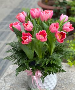 Bán chậu hoa tulip nhiều mẫu mã đẹp