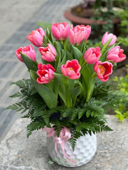 Bán chậu hoa tulip nhiều mẫu mã đẹp