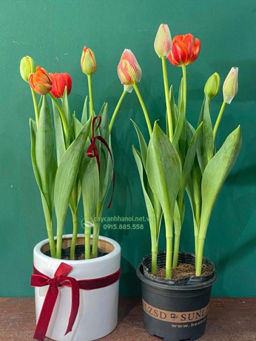 Cách chăm sóc chậu hoa tulip tươi tốt