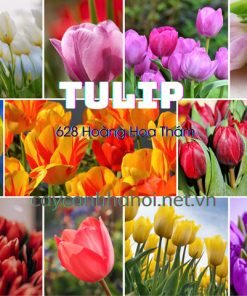 Cây tulip có nhiều màu hoa đẹp