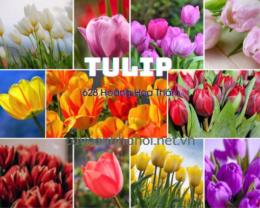 Cây tulip có nhiều màu hoa đẹp