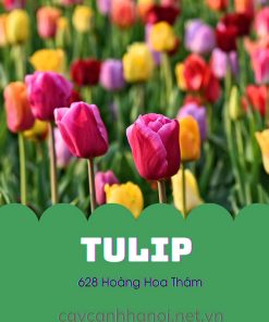 Cây tulip rất đa dạng vè màu sắc hoa