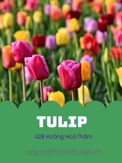 Cây tulip rất đa dạng vè màu sắc hoa