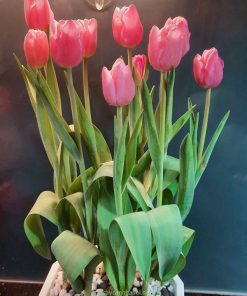 Chậu hoa tulip có thể trồng lại được