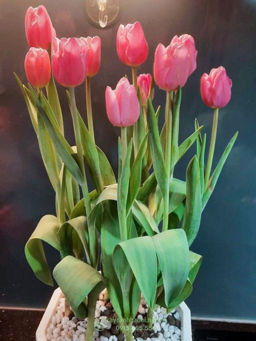 Chậu hoa tulip có thể trồng lại được