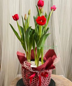 Chậu hoa tulip đỏ cam