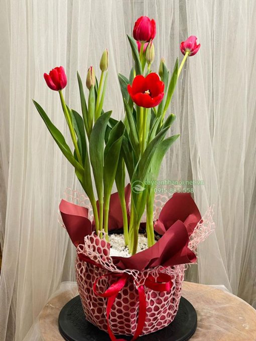 Chậu hoa tulip đỏ cam