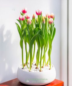 Cách trồng chậu hoa tulip chơi tết (hoa tulip chưng tết)