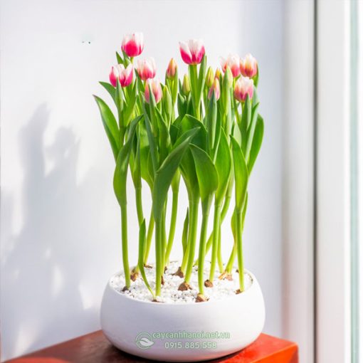 Cách trồng chậu hoa tulip chơi tết (hoa tulip chưng tết)