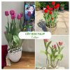 Chậu cây hoa tulip tươi