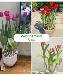 Chậu cây hoa tulip tươi