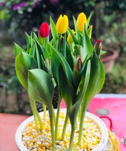 Cửa hàng bán cây hoa tulip đẹp tại Hà Nội