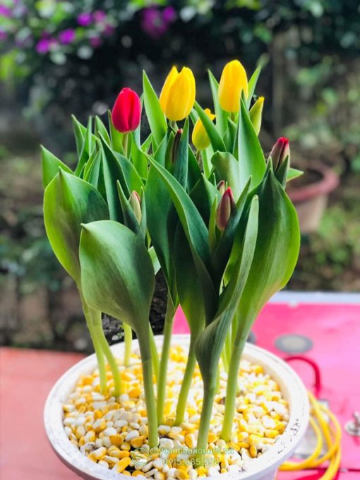 Cửa hàng bán cây hoa tulip đẹp tại Hà Nội