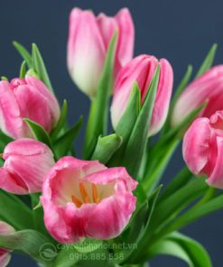 Đặc điểm 1 bông hoa tulip