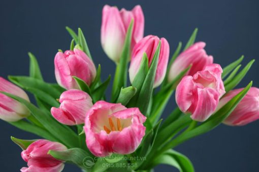 Đặc điểm 1 bông hoa tulip