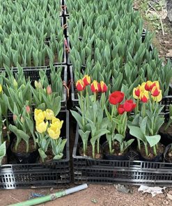 Giá bán chậu hoa tulip bầu đất đẹp