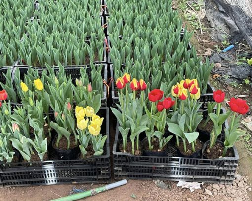 Giá bán chậu hoa tulip bầu đất đẹp