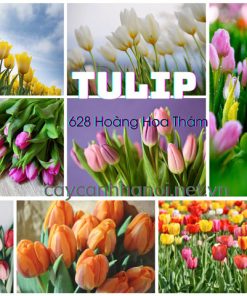 Hình ảnh hoa tulip đẹp