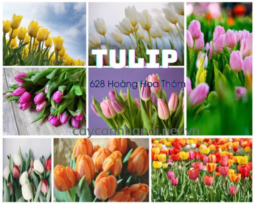 Hình ảnh hoa tulip đẹp