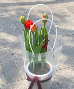 Hoa tulip cam trồng chậu