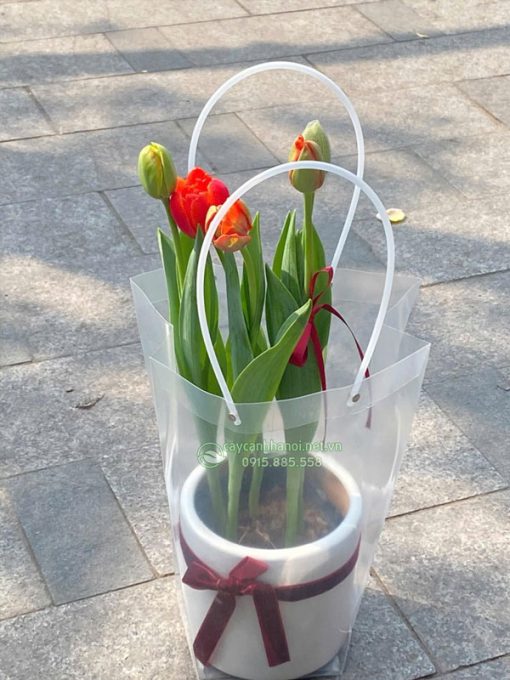 Hoa tulip cam trồng chậu